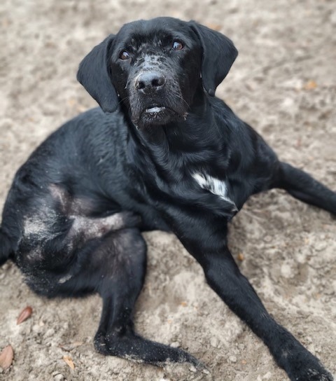 Nipper, an adoptable Labrador Retriever & Hound Mix in Waynesville, GA_image-1