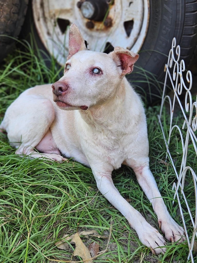 BoBo, an adoptable Rat Terrier, Mixed Breed in Waynesville, GA, 31566 | Photo Image 1