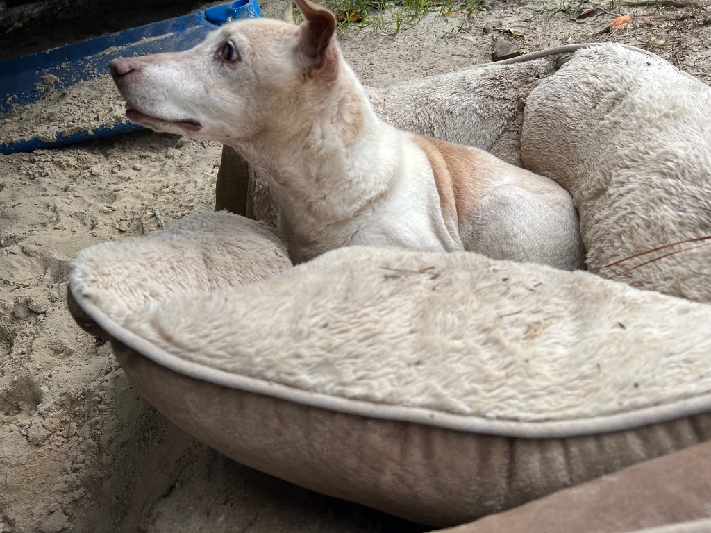 BoBo, an adoptable Rat Terrier, Mixed Breed in Waynesville, GA, 31566 | Photo Image 2