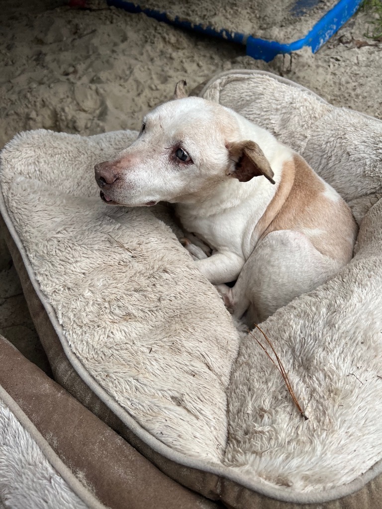 BoBo, an adoptable Rat Terrier, Mixed Breed in Waynesville, GA, 31566 | Photo Image 3