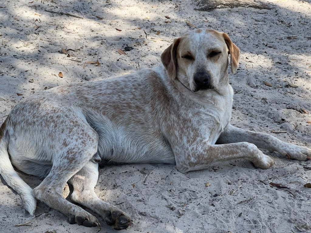 Kodiak, an adoptable Pointer, Mixed Breed in Waynesville, GA, 31566 | Photo Image 1