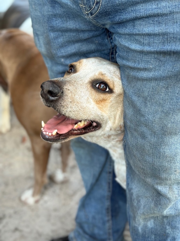 Kodiak, an adoptable Pointer, Mixed Breed in Waynesville, GA, 31566 | Photo Image 1