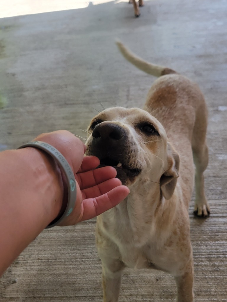 Kodiak, an adoptable Pointer, Mixed Breed in Waynesville, GA, 31566 | Photo Image 2