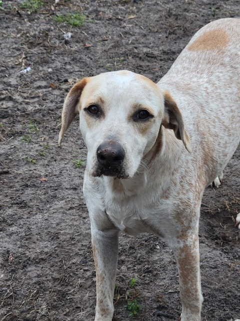 Kodiak, an adoptable Pointer, Mixed Breed in Waynesville, GA, 31566 | Photo Image 3