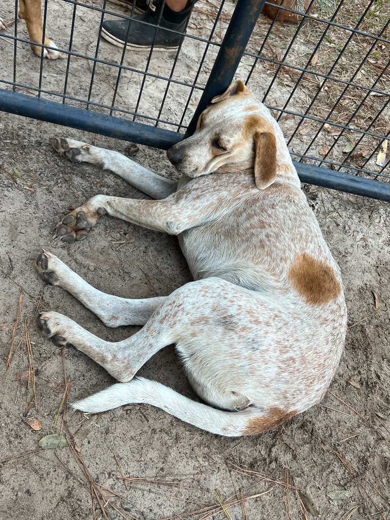 Kodiak, an adoptable Pointer, Mixed Breed in Waynesville, GA, 31566 | Photo Image 4