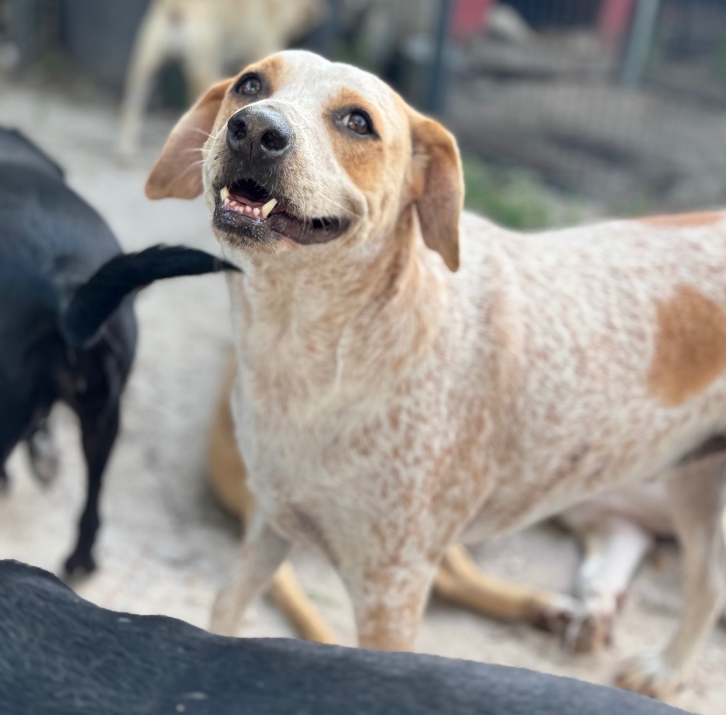 Kodiak, an adoptable Pointer, Mixed Breed in Waynesville, GA, 31566 | Photo Image 6