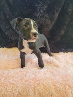 Zyrie, an adoptable Pit Bull Terrier in Waynesville, GA_image-3