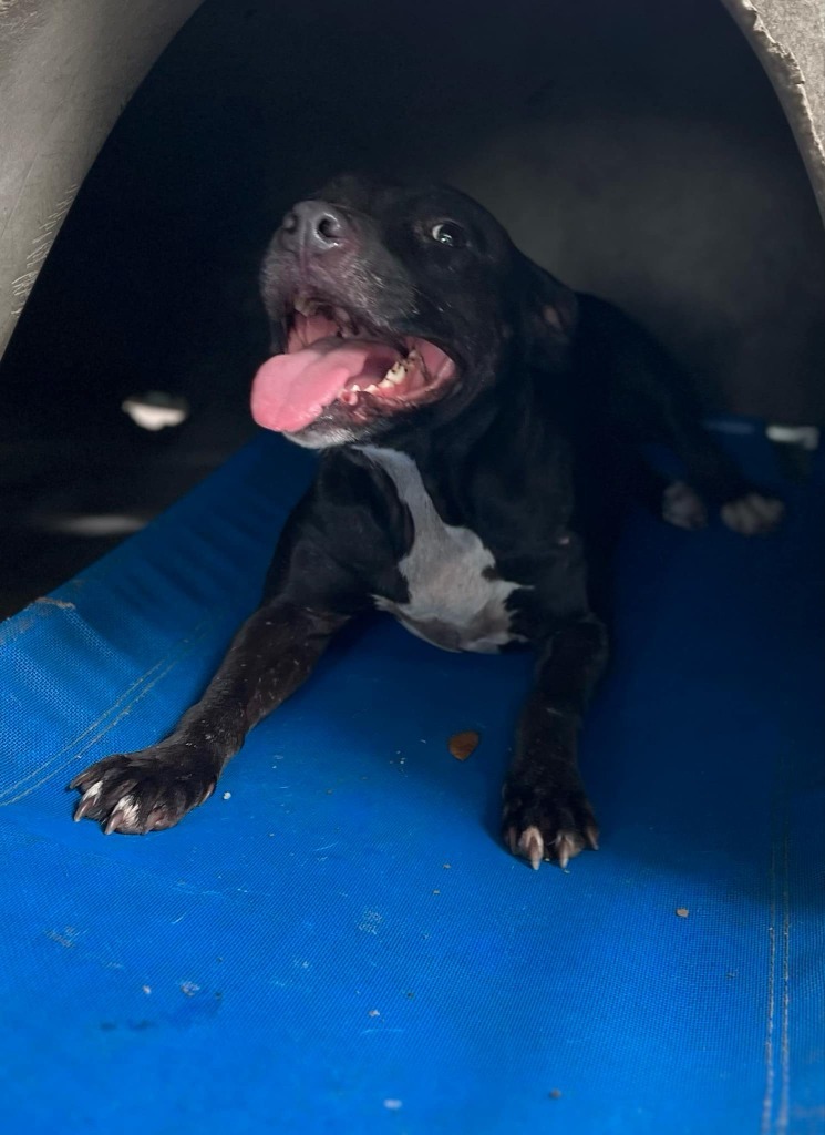 Puddles, an adoptable Pit Bull Terrier, Mixed Breed in Waynesville, GA, 31566 | Photo Image 1