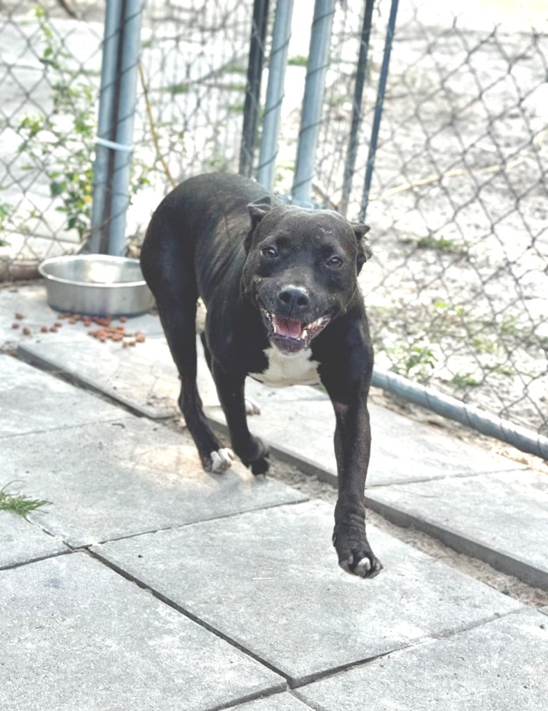 Puddles, an adoptable Pit Bull Terrier, Mixed Breed in Waynesville, GA, 31566 | Photo Image 1