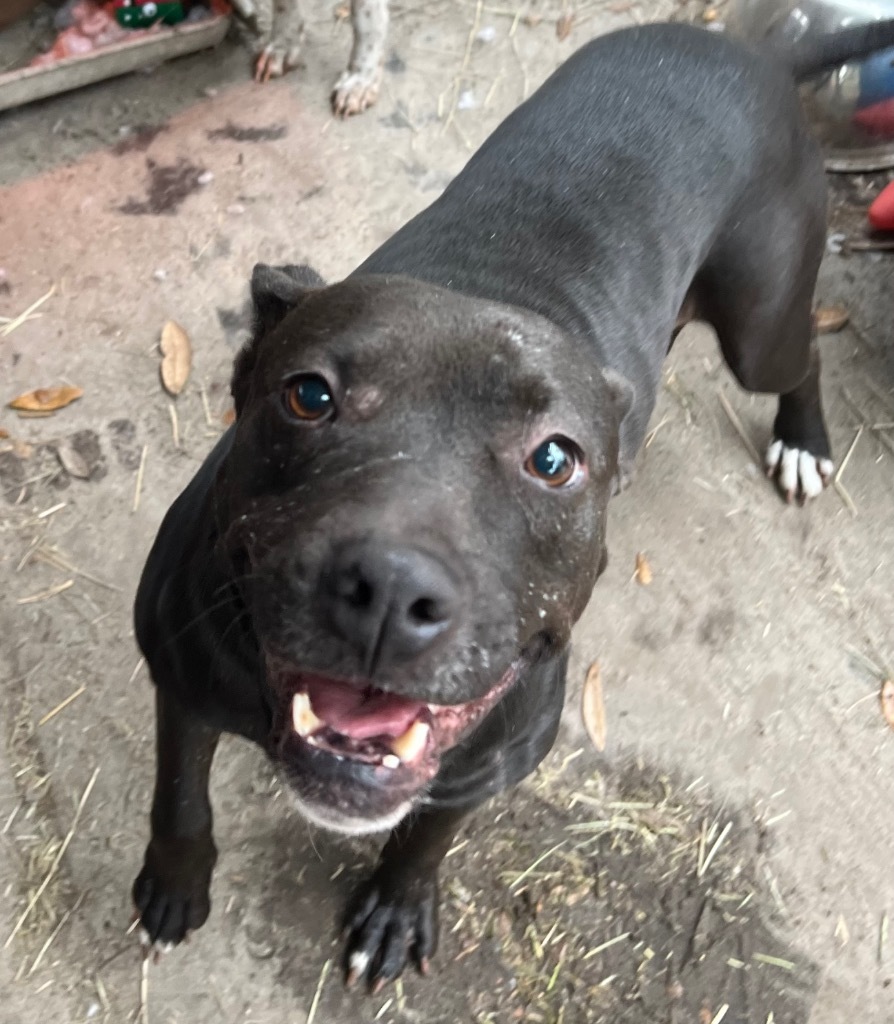 Puddles, an adoptable Pit Bull Terrier, Mixed Breed in Waynesville, GA, 31566 | Photo Image 3