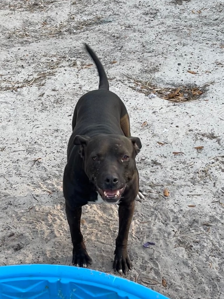 Puddles, an adoptable Pit Bull Terrier, Mixed Breed in Waynesville, GA, 31566 | Photo Image 5