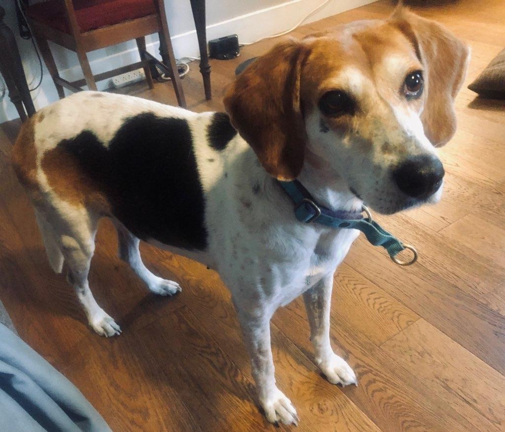 Haven, an adoptable Treeing Walker Coonhound, Mixed Breed in Waynesville, GA, 31566 | Photo Image 2