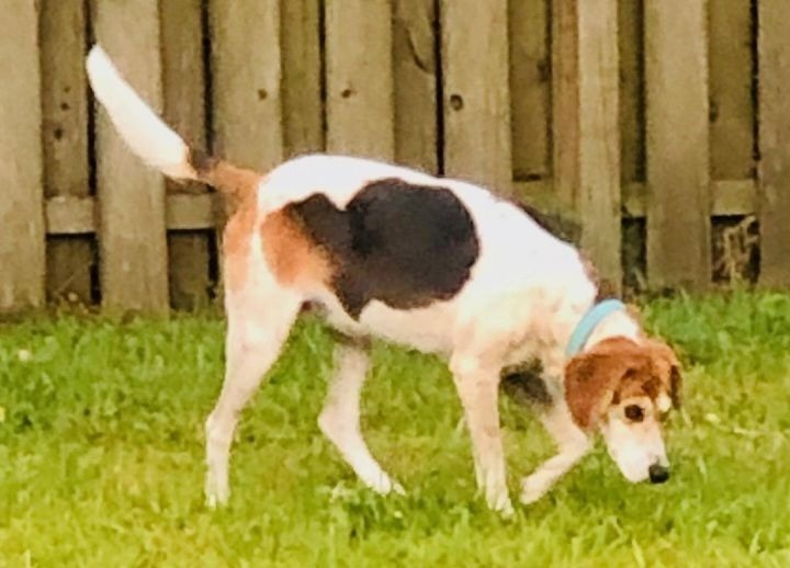 Haven, an adoptable Treeing Walker Coonhound, Mixed Breed in Waynesville, GA, 31566 | Photo Image 3