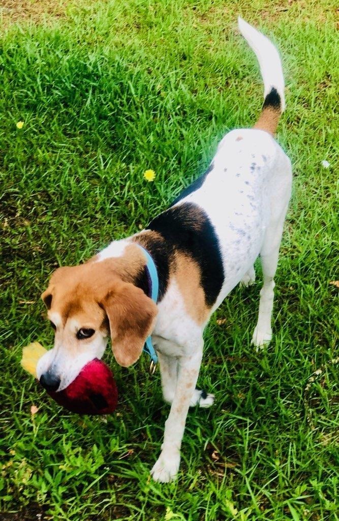 Haven, an adoptable Treeing Walker Coonhound, Mixed Breed in Waynesville, GA, 31566 | Photo Image 4