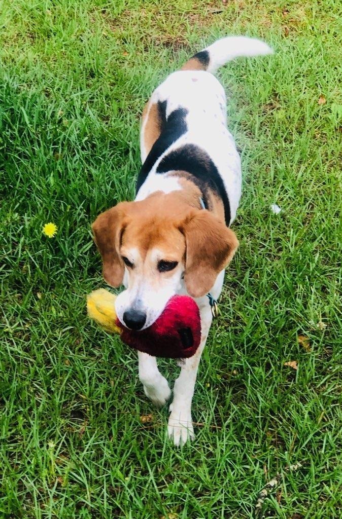 Haven, an adoptable Treeing Walker Coonhound, Mixed Breed in Waynesville, GA, 31566 | Photo Image 5