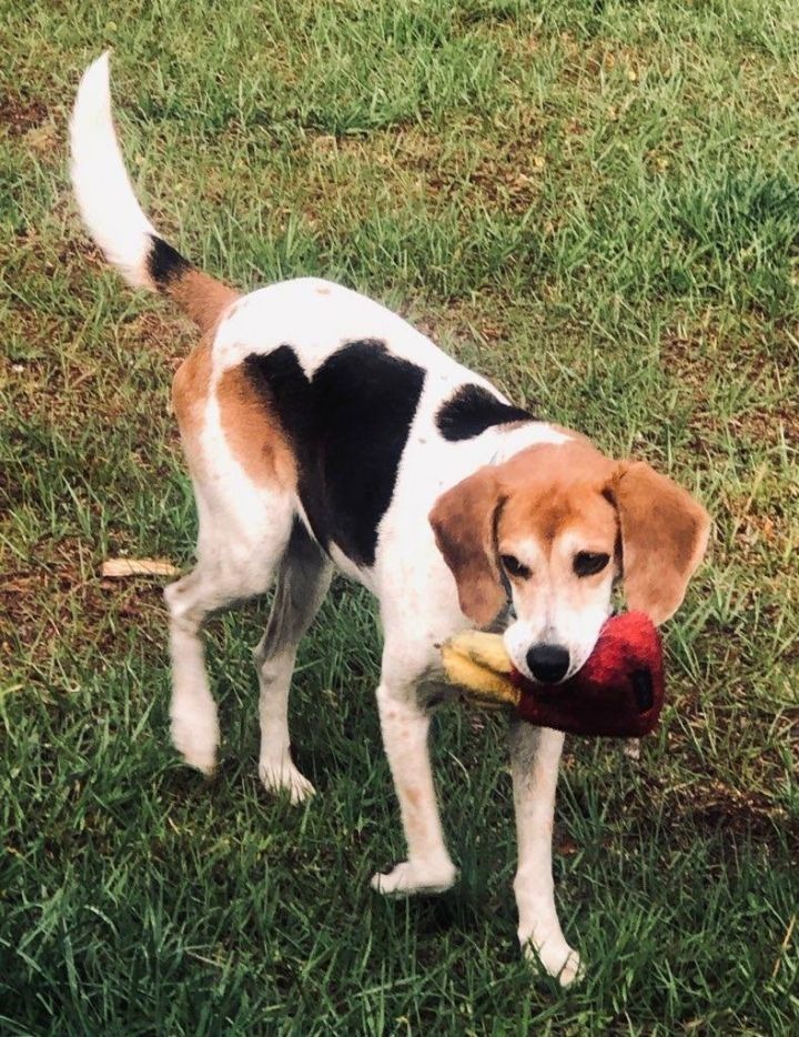 Haven, an adoptable Treeing Walker Coonhound, Mixed Breed in Waynesville, GA, 31566 | Photo Image 6