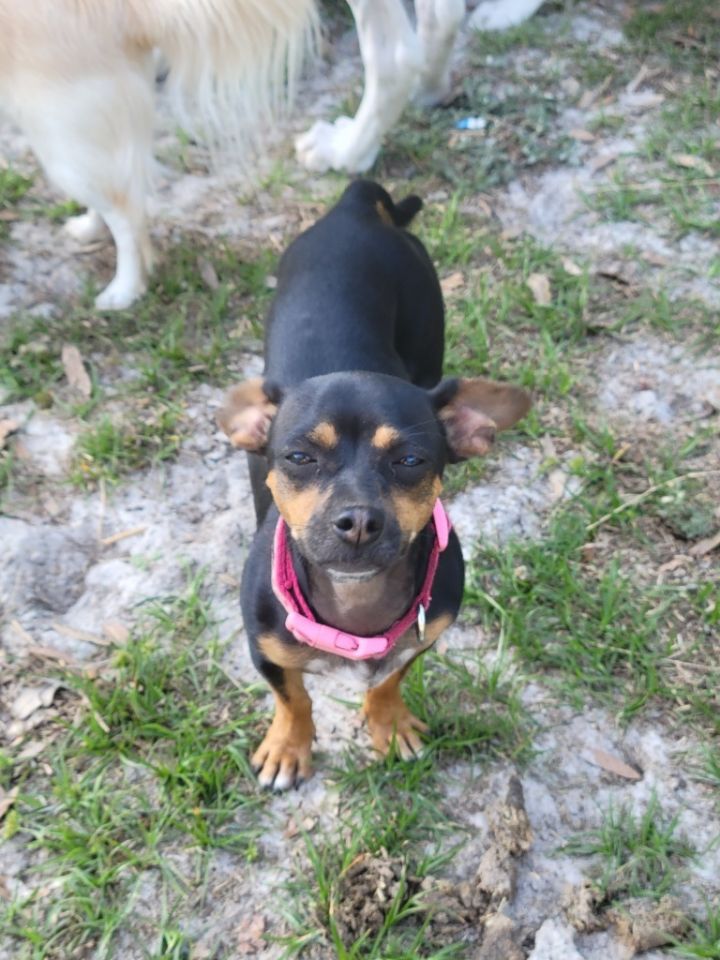 Little Girl, an adoptable Chihuahua & Dachshund Mix in Waynesville, GA_image-1