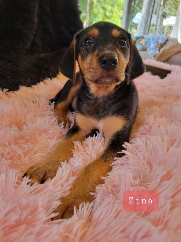 Zina, an adoptable Doberman Pinscher Mix in Waynesville, GA_image-2