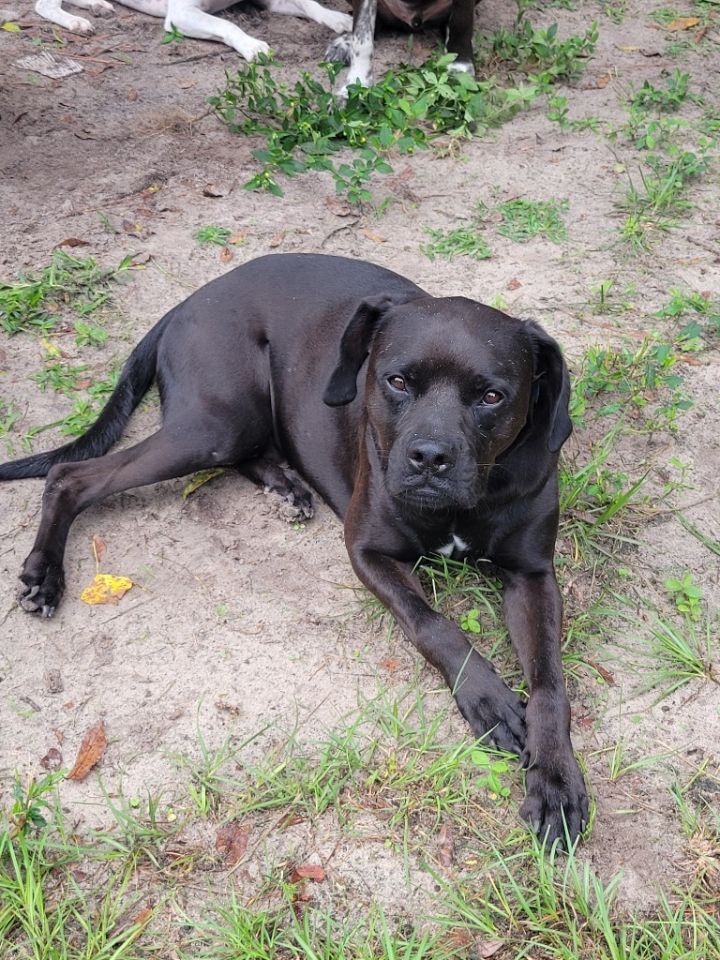 Ollie, an adoptable Labrador Retriever & Boxer Mix in Waynesville, GA_image-1