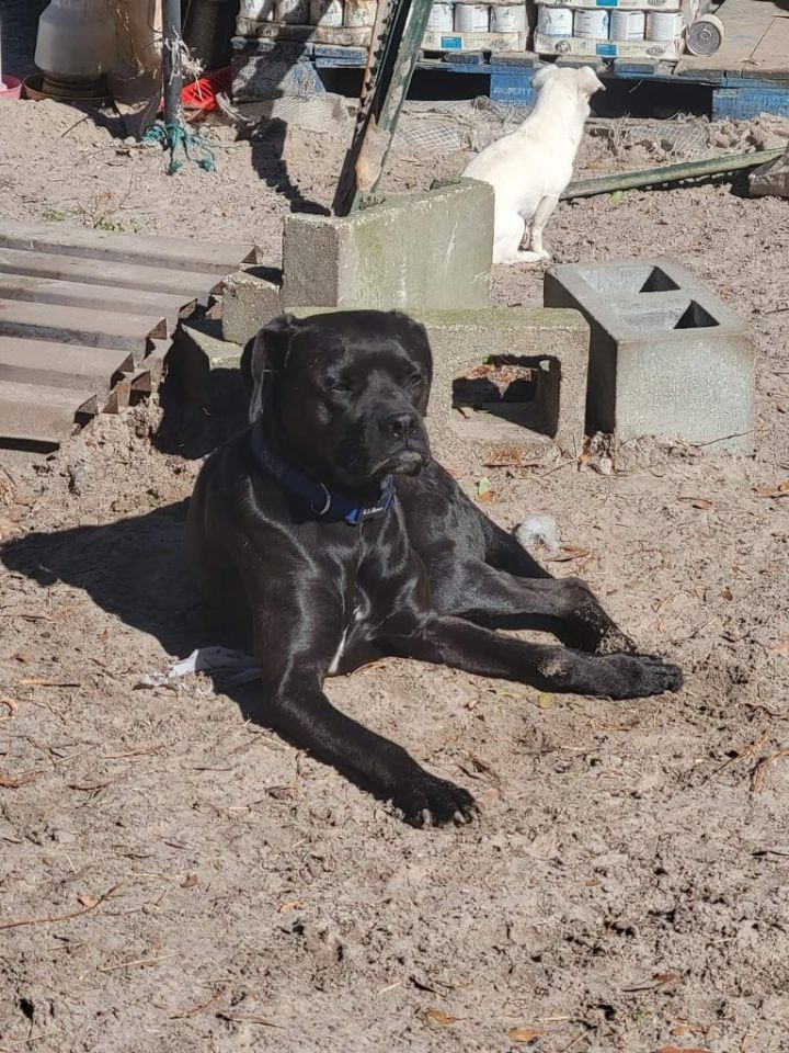 Ollie, an adoptable Labrador Retriever & Boxer Mix in Waynesville, GA_image-5