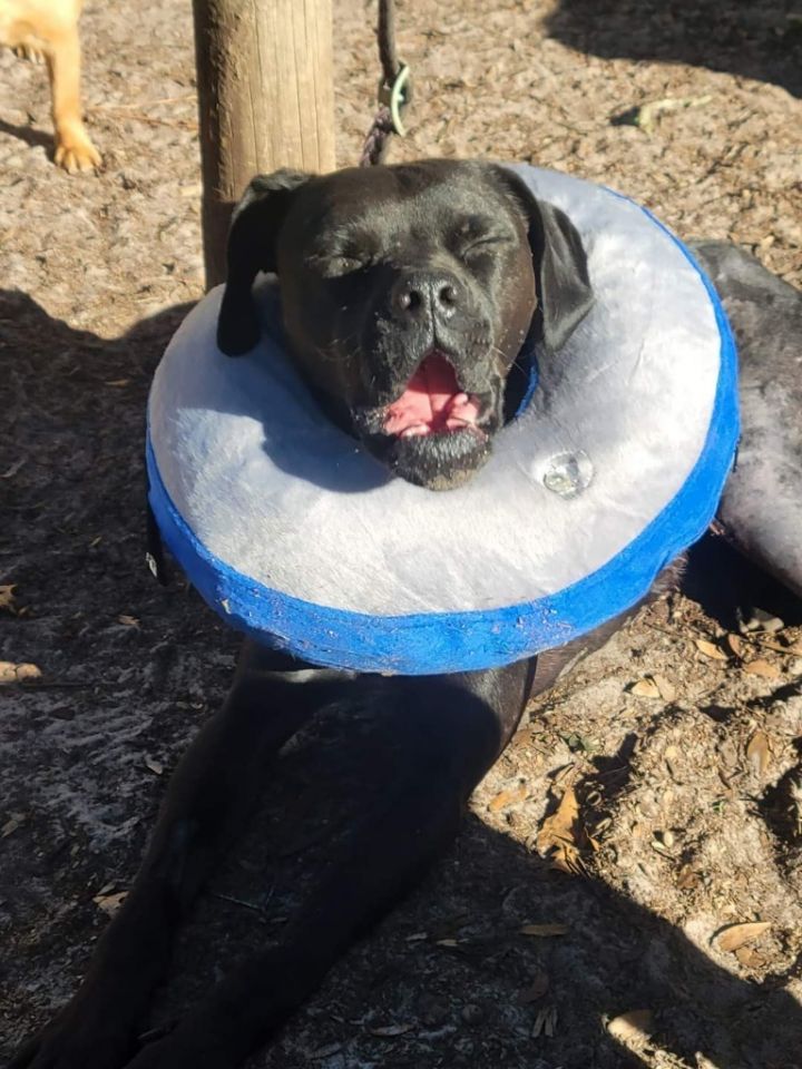 Ollie, an adoptable Labrador Retriever & Boxer Mix in Waynesville, GA_image-6