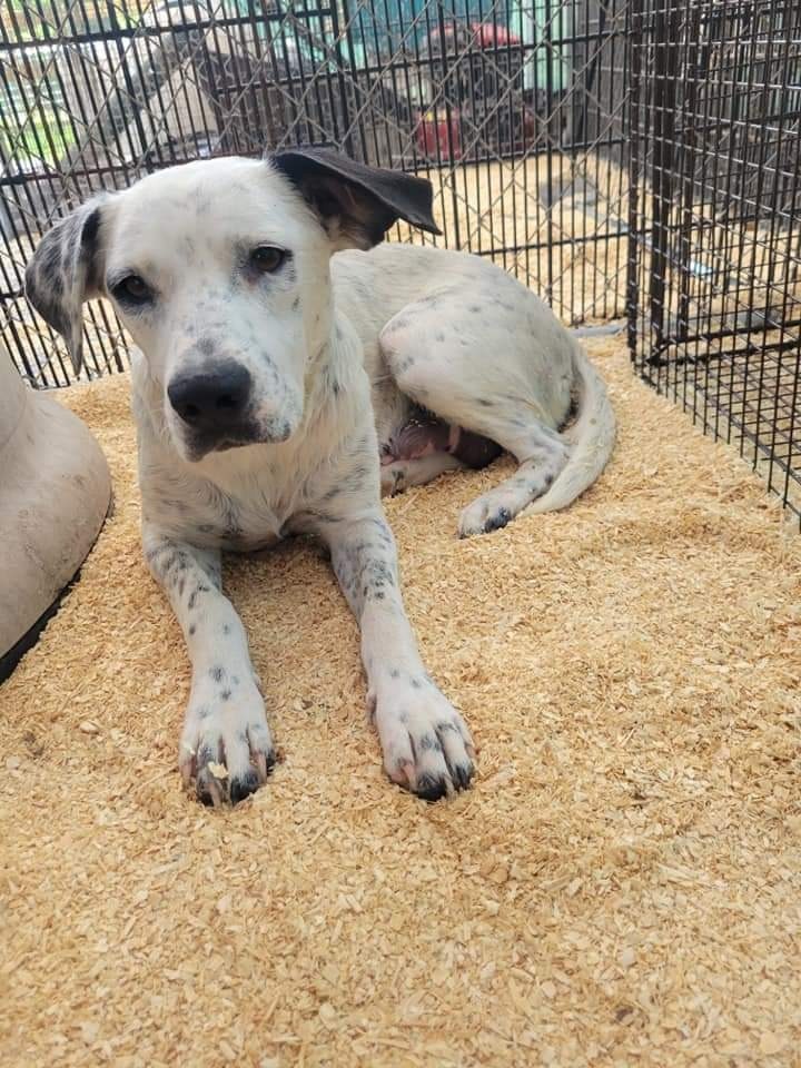 Sunshine, an adoptable Dalmatian, Mixed Breed in Waynesville, GA, 31566 | Photo Image 1