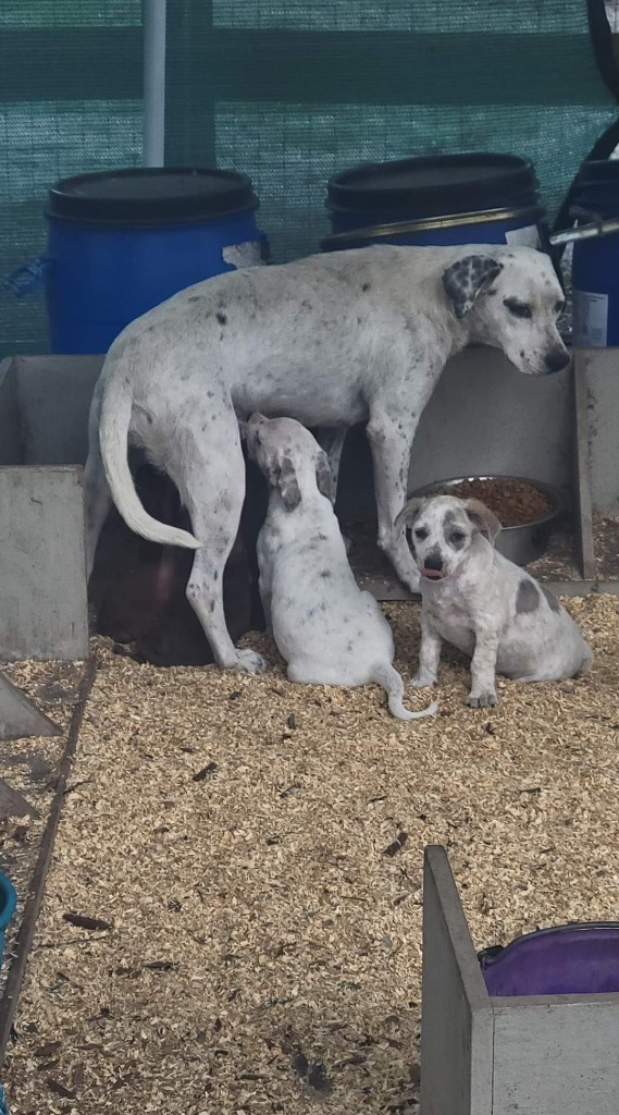 Sunshine, an adoptable Dalmatian, Mixed Breed in Waynesville, GA, 31566 | Photo Image 2