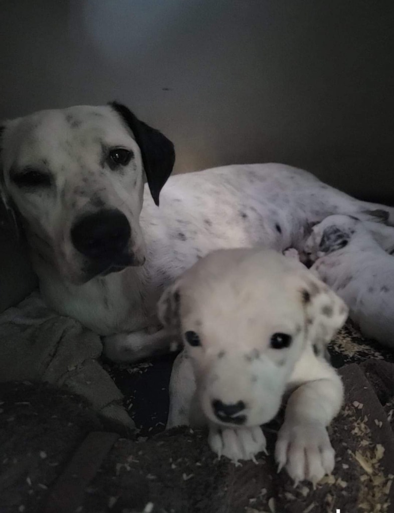 Sunshine, an adoptable Dalmatian, Mixed Breed in Waynesville, GA, 31566 | Photo Image 3