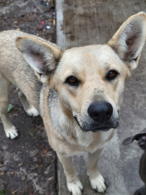 Rayne, an adoptable Shepherd, Mixed Breed in Waynesville, GA, 31566 | Photo Image 1