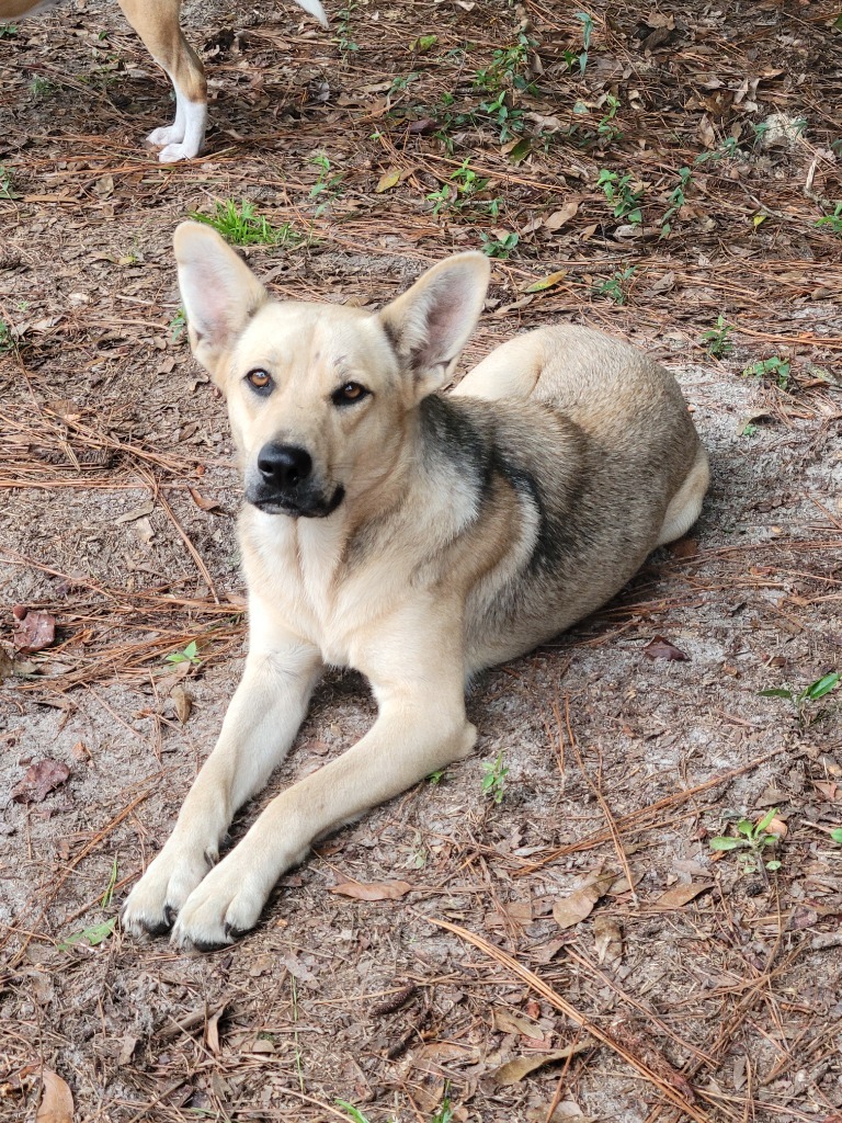 Rayne, an adoptable Shepherd, Mixed Breed in Waynesville, GA, 31566 | Photo Image 3