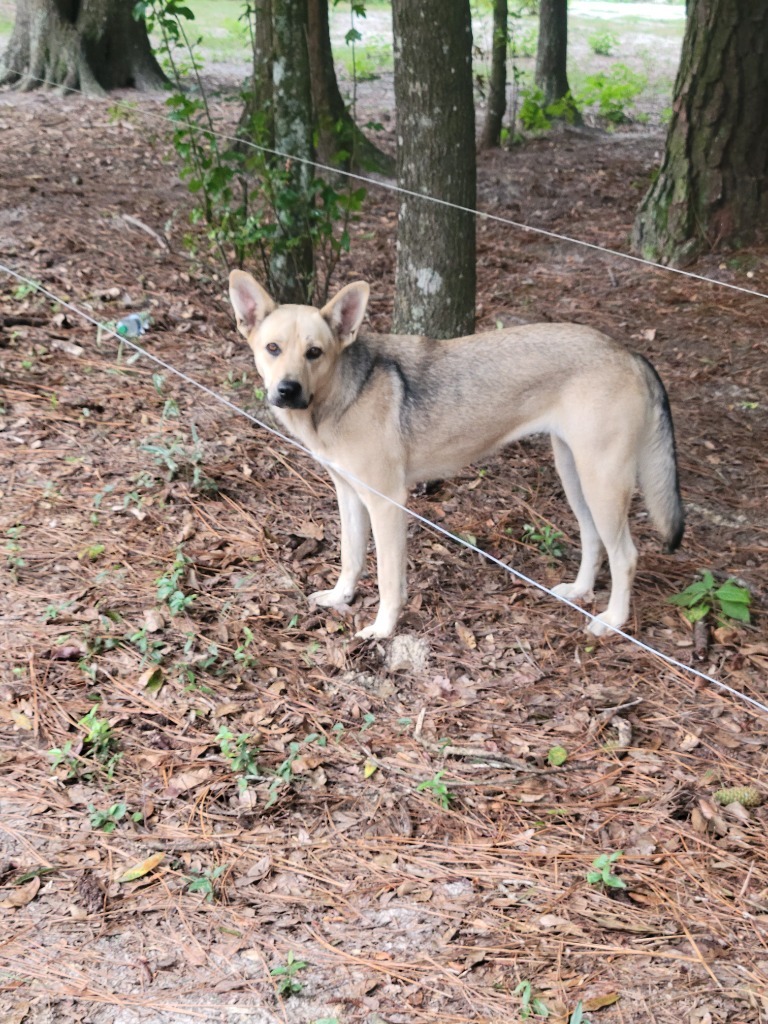 Rayne, an adoptable Shepherd, Mixed Breed in Waynesville, GA, 31566 | Photo Image 4