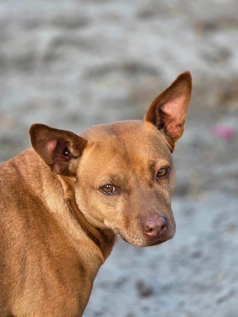 Red Dog, an adoptable Pit Bull Terrier, Chihuahua in Waynesville, GA, 31566 | Photo Image 1