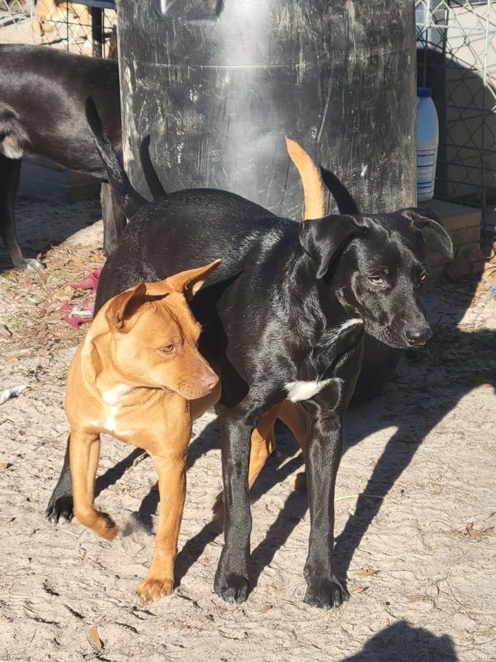 Red Dog, an adoptable Pit Bull Terrier, Chihuahua in Waynesville, GA, 31566 | Photo Image 4