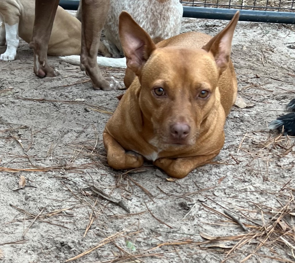 Red Dog, an adoptable Pit Bull Terrier, Chihuahua in Waynesville, GA, 31566 | Photo Image 5