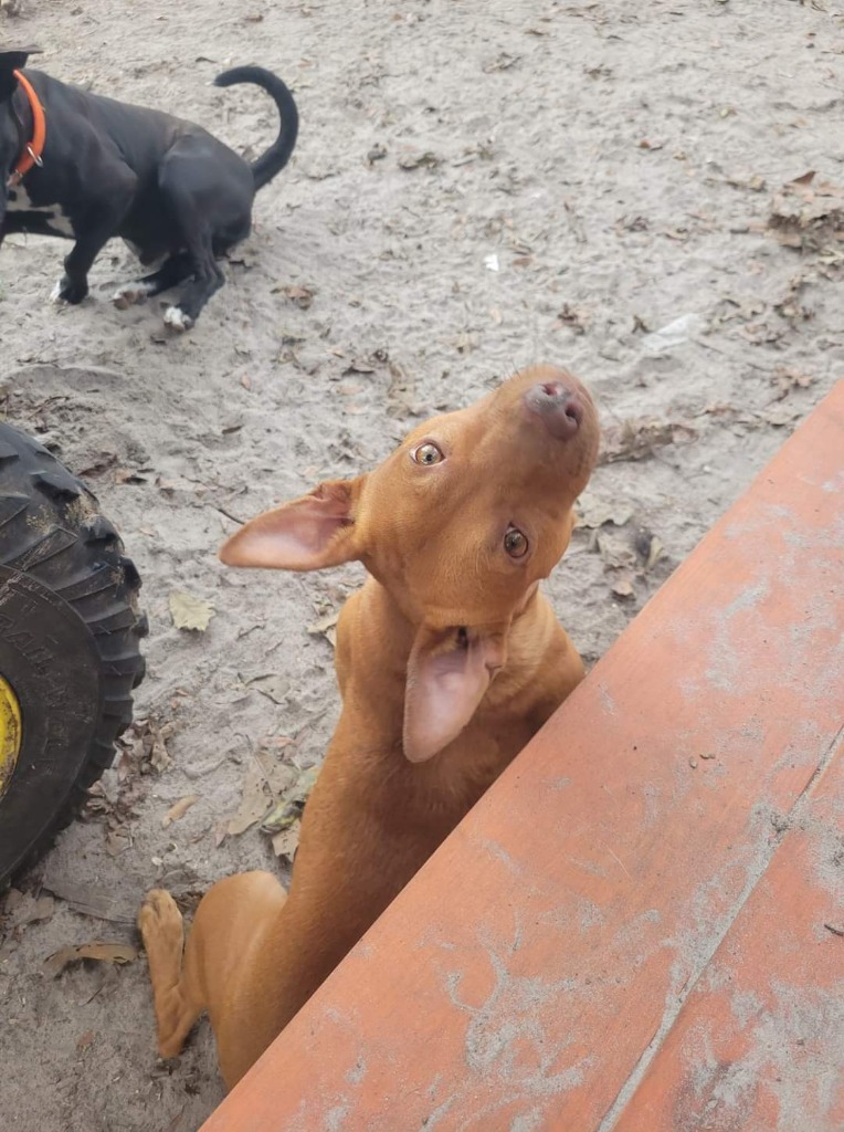 Red Dog, an adoptable Pit Bull Terrier, Chihuahua in Waynesville, GA, 31566 | Photo Image 6