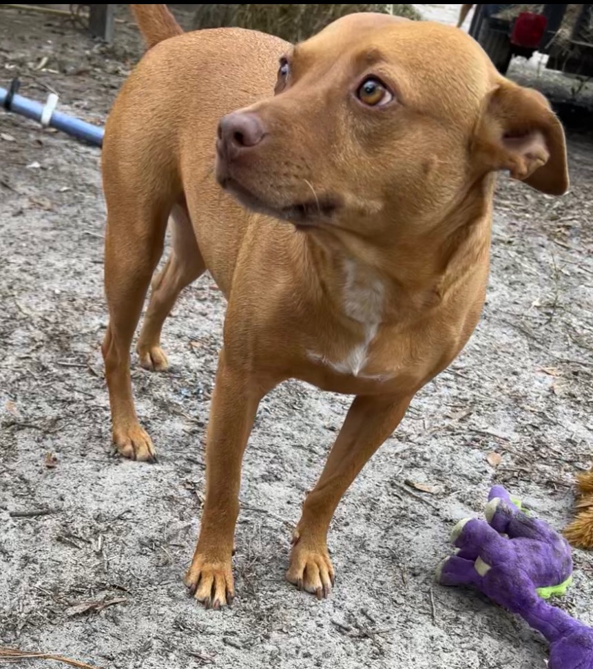 Red Dog, an adoptable Pit Bull Terrier, Chihuahua in Waynesville, GA, 31566 | Photo Image 6