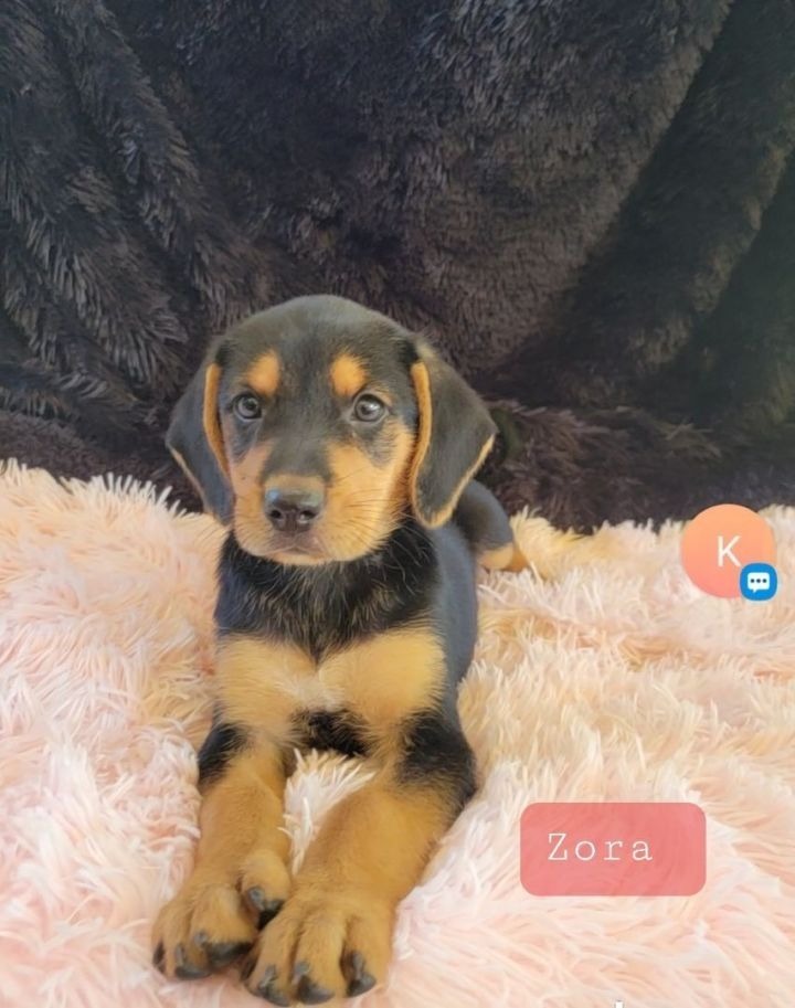 Zora, an adoptable Doberman Pinscher Mix in Waynesville, GA_image-2