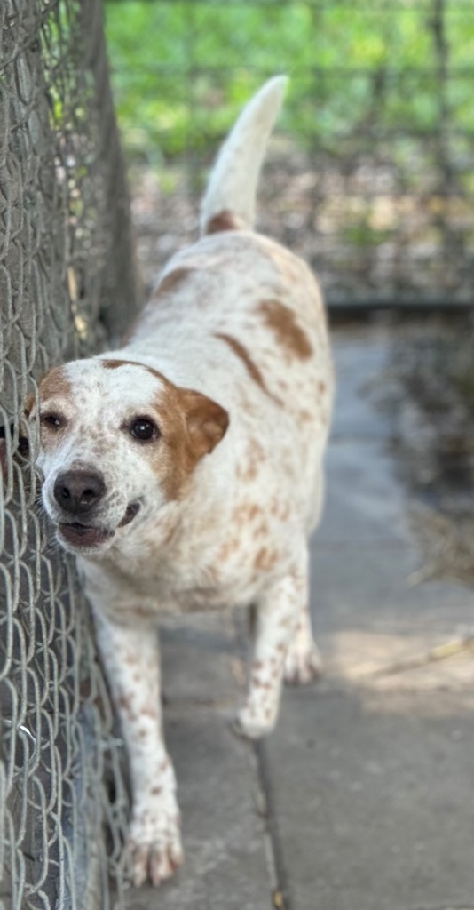 Paris, an adoptable Cattle Dog, Mixed Breed in Waynesville, GA, 31566 | Photo Image 1