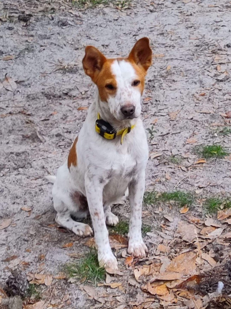 Paris, an adoptable Cattle Dog, Mixed Breed in Waynesville, GA, 31566 | Photo Image 2