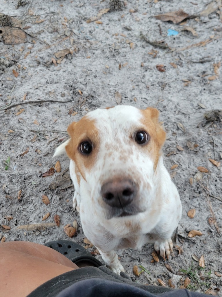 Paris, an adoptable Cattle Dog, Mixed Breed in Waynesville, GA, 31566 | Photo Image 3