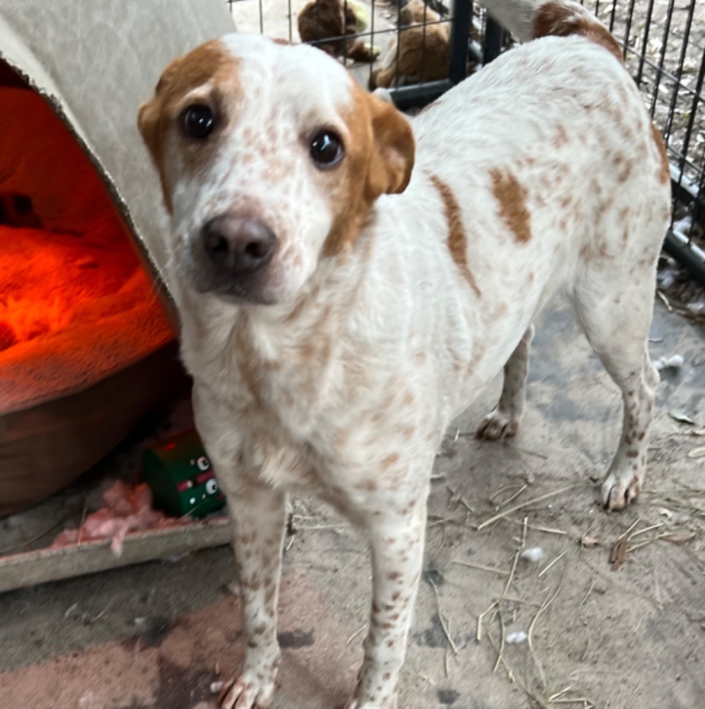 Paris, an adoptable Cattle Dog, Mixed Breed in Waynesville, GA, 31566 | Photo Image 4