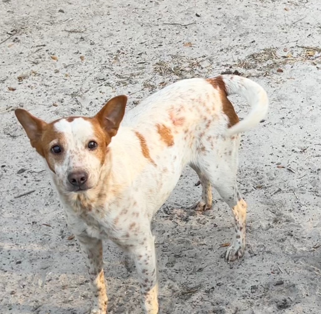 Paris, an adoptable Cattle Dog, Mixed Breed in Waynesville, GA, 31566 | Photo Image 5