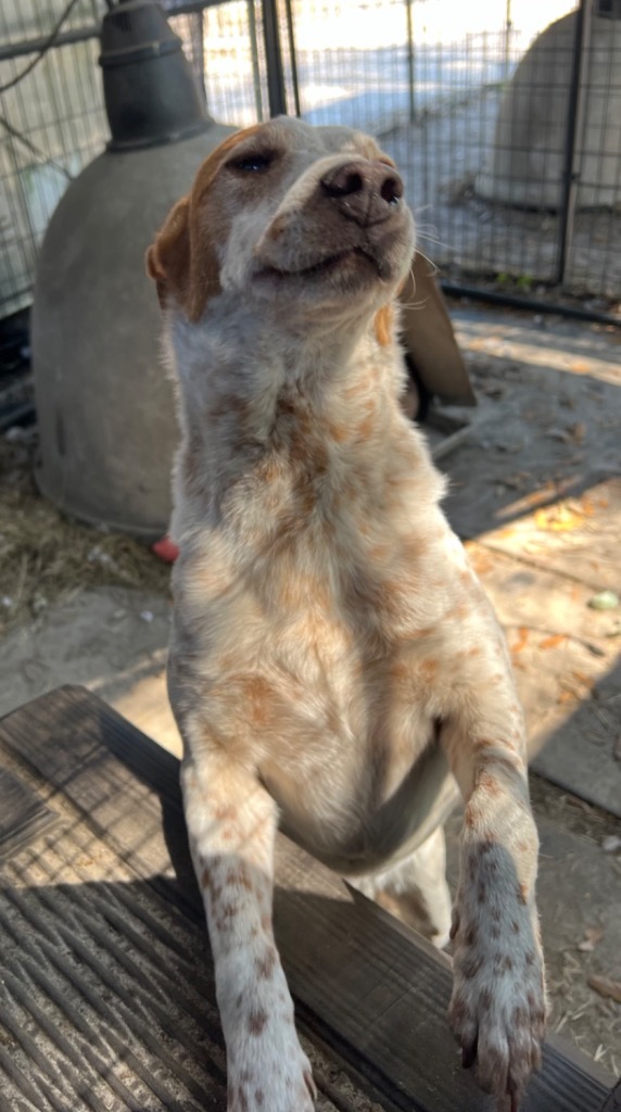 Paris, an adoptable Cattle Dog, Mixed Breed in Waynesville, GA, 31566 | Photo Image 6
