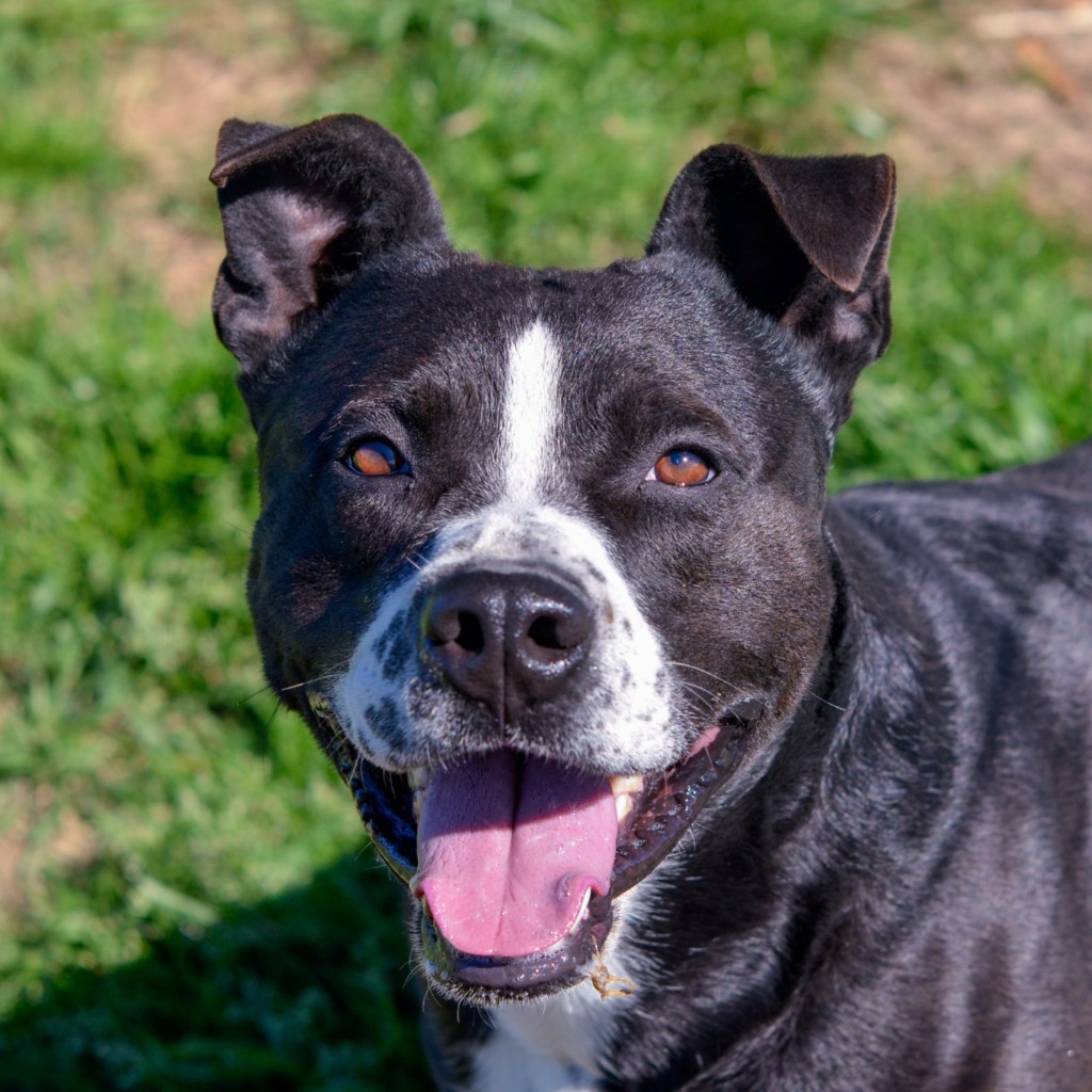 TODD, an adoptable Black Labrador Retriever, American Staffordshire Terrier in Quinlan, TX, 75474 | Photo Image 1