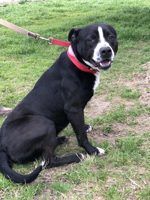 TODD, an adoptable Black Labrador Retriever, American Staffordshire Terrier in Quinlan, TX, 75474 | Photo Image 2