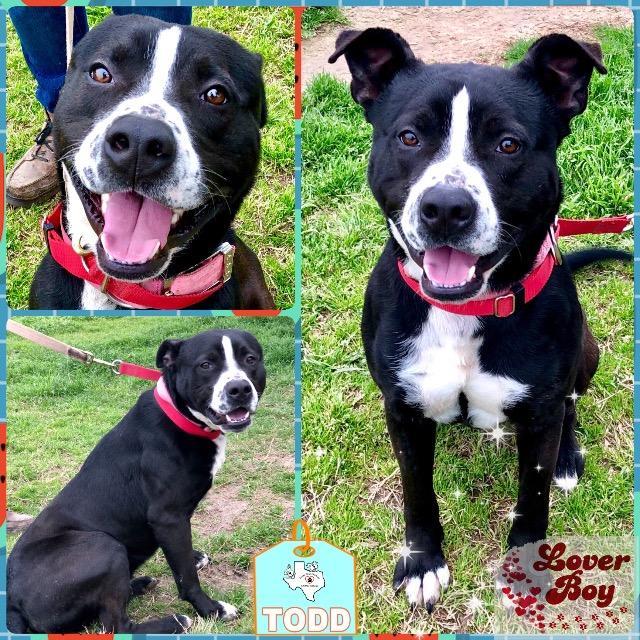 TODD, an adoptable Black Labrador Retriever, American Staffordshire Terrier in Quinlan, TX, 75474 | Photo Image 3