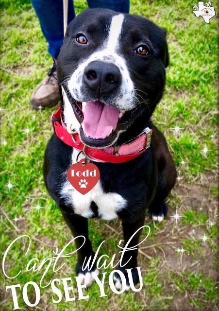 TODD, an adoptable Black Labrador Retriever, American Staffordshire Terrier in Quinlan, TX, 75474 | Photo Image 4