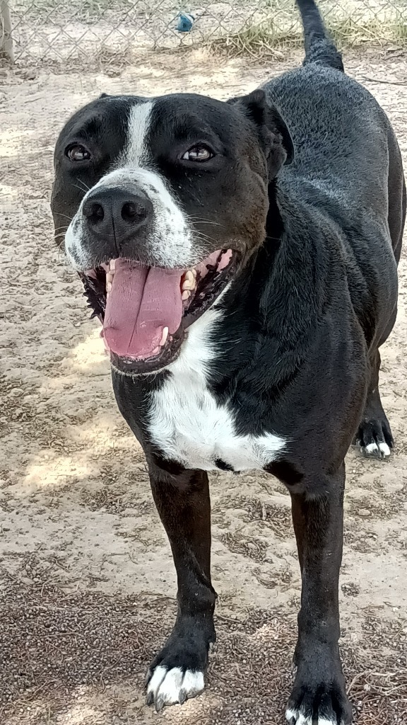 TODD, an adoptable Black Labrador Retriever, American Staffordshire Terrier in Quinlan, TX, 75474 | Photo Image 5