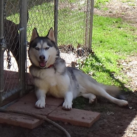 Zane, an adoptable Siberian Husky in Newport, TN, 37821 | Photo Image 1