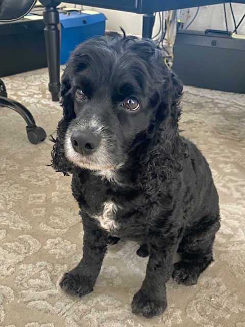 Chase, an adoptable Cocker Spaniel in Cape Coral, FL, 33914 | Photo Image 5